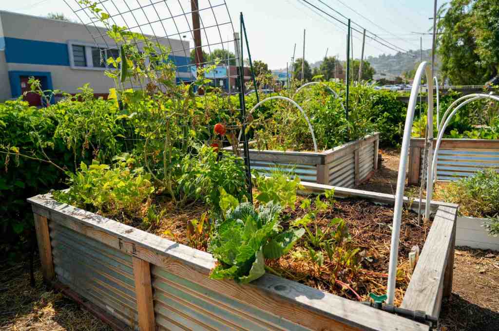 El Cajon resource center nurtures a multicultural community, plant by plant – San Diego Union-Tribune
