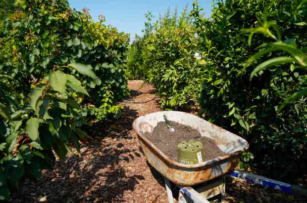 Fruit trees in the community garden are kept at a...