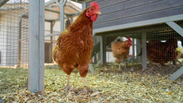 New Hampshire Red chickens check out a visitor inside The Hennery at the Good Shepherd Ministry Center in El Cajon. (Alejandro Tamayo / The San Diego Union-Tribune)