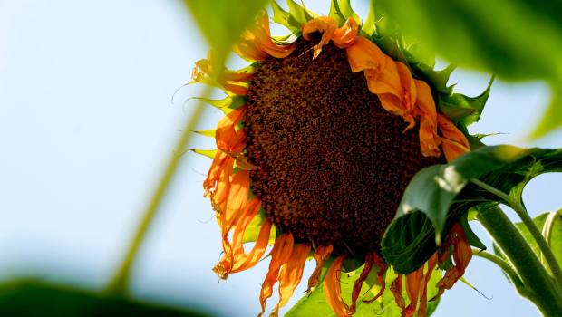 A mature sunflower in the community garden at the Good Shepherd Ministry Center in El Cajon. (Alejandro Tamayo / The San Diego Union-Tribune)