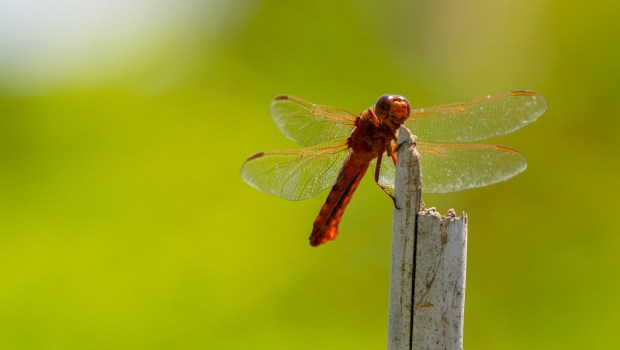 A dragonfly perches on a post in the garden. (Alejandro Tamayo / The San Diego Union-Tribune)