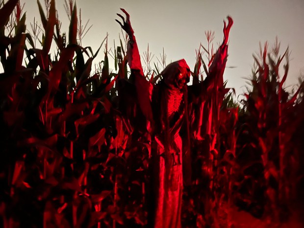 A scene from the Carlsbad Strawberry Company's haunted corn maze. (Abby Hamblin / The San Diego Union-Tribune)
