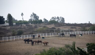 Report shows county Animal Services not doing its job – San Diego Union-Tribune