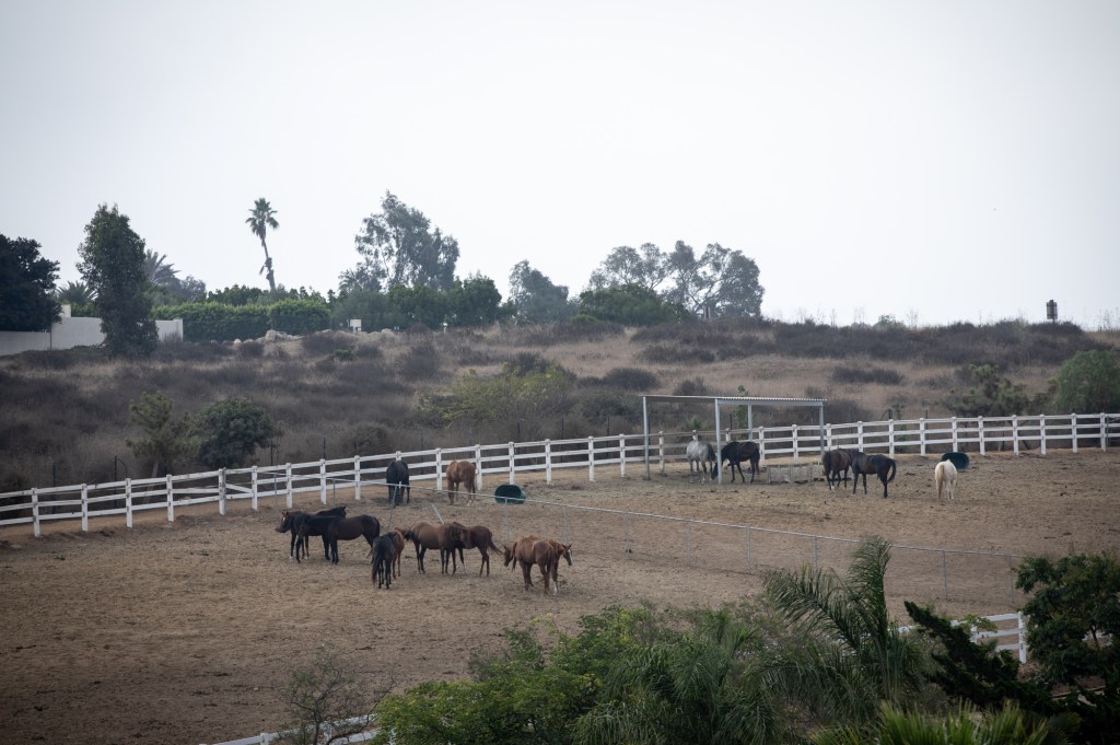 Report shows county Animal Services not doing its job – San Diego Union-Tribune