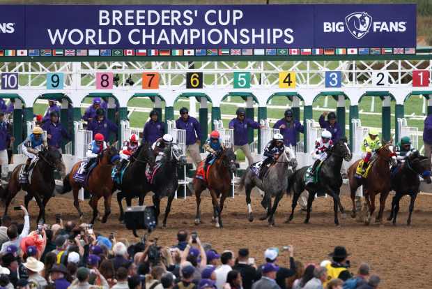 The field competes in the Breeders' Cup Dirt Mile during the Breeders' Cup World Championships at Del Mar racetrack on Saturday, Nov. 2, 2024 in Del Mar, CA. (Meg McLaughlin / The San Diego Union-Tribune)