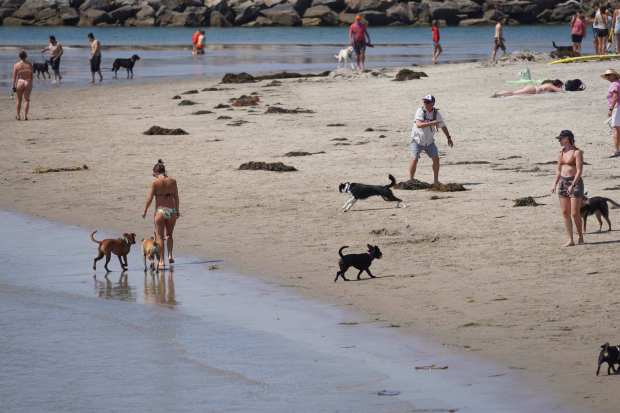 People go to the beach with their dogs at Ocean Beach on Wednesday, June 25, 2025, in San Diego. (Michael Ho / The San Diego Union-Tribune)
