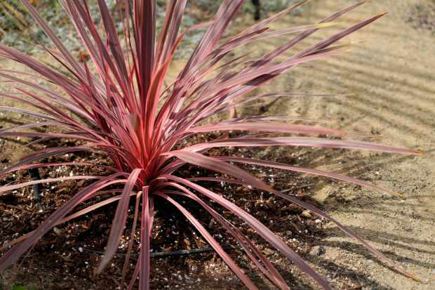Electric pink cordyline plant. (Alejandro Tamayo / The San Diego...