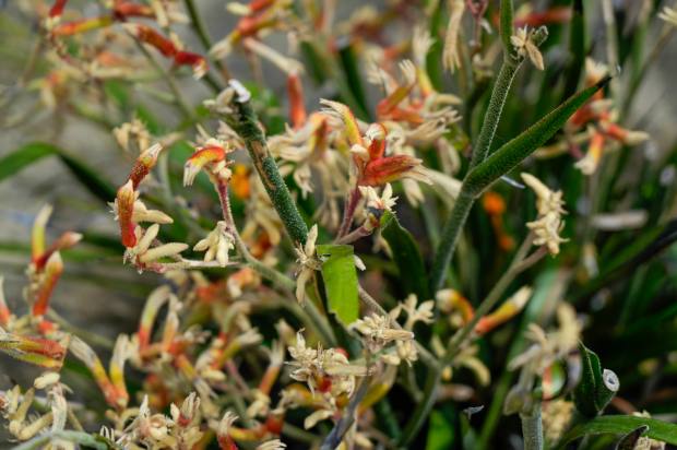 'Citrus Surprise' penstemon. (Alejandro Tamayo / The San Diego Union-Tribune)