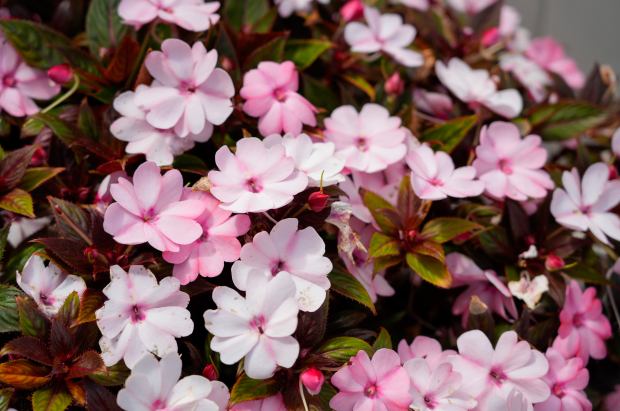New Guinea impatiens. (Alejandro Tamayo / The San Diego Union-Tribune)