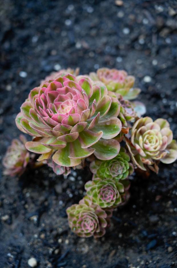 Succulents in the yard. The front yard landscape of Ramona Copley, the 2025 WaterSmart makeover winner for Olivenhain water district in Encinitas on Thursday, Aug. 14, 2025 in San Diego, California. (Alejandro Tamayo / The San Diego Union-Tribune)