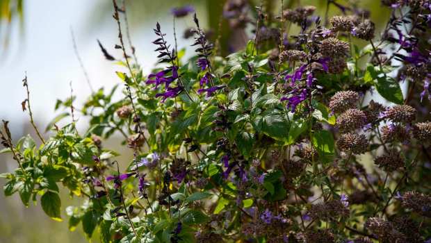 Salvia plant. The front yard landscape of Ramona Copley, the 2025 WaterSmart makeover winner for Olivenhain water district in Encinitas on Thursday, Aug. 14, 2025 in San Diego, California. (Alejandro Tamayo / The San Diego Union-Tribune)