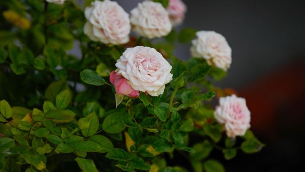 Roses. (Alejandro Tamayo / The San Diego Union-Tribune)