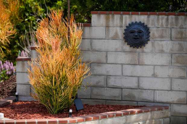 Fire sticks plant. (Alejandro Tamayo / The San Diego Union-Tribune)
