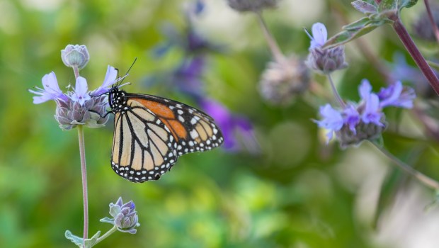 A monarch butterfly. The front yard landscape of Ramona Copley, the 2025 WaterSmart makeover winner for Olivenhain water district in Encinitas on Thursday, Aug. 14, 2025 in San Diego, California. (Alejandro Tamayo / The San Diego Union-Tribune)