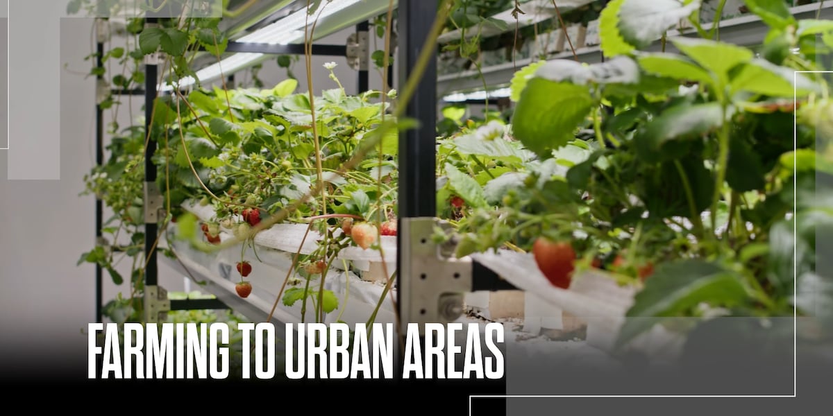 Robotic technology monitors, harvests produce inside Phoenix warehouse