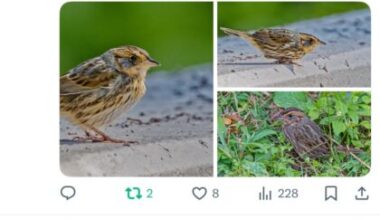 Tribeca Citizen | Seen & Heard: Saltmarsh sparrow spotted in Washington Market Park