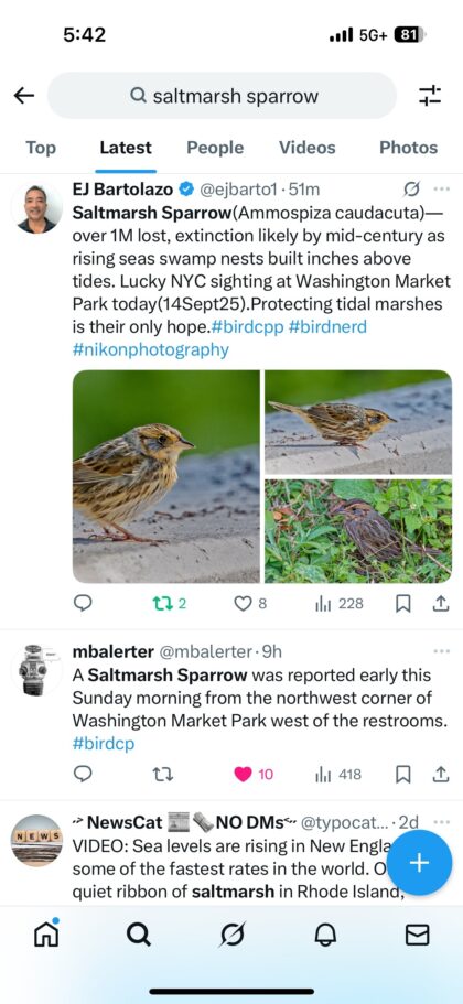 Tribeca Citizen | Seen & Heard: Saltmarsh sparrow spotted in Washington Market Park