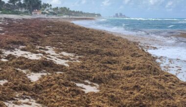 Something Huge and Brown Is Taking Over the Atlantic Ocean