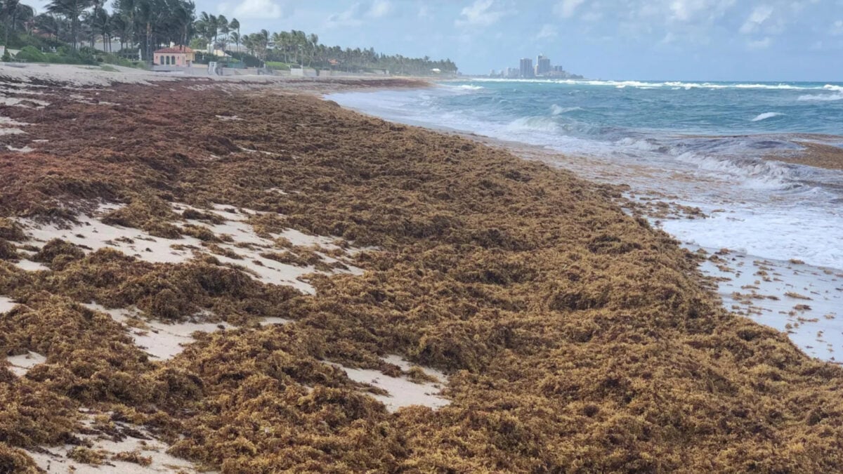 Something Huge and Brown Is Taking Over the Atlantic Ocean