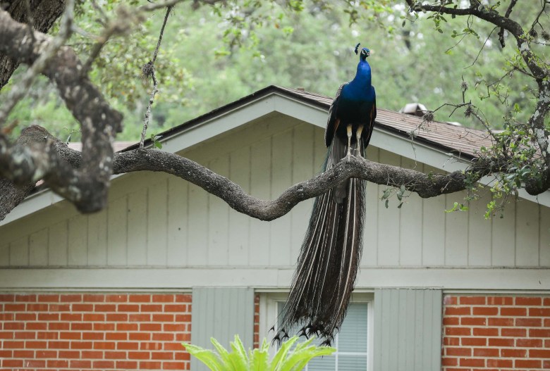 A male peacock perches on a residential tree in front of homes near the Medical Center.