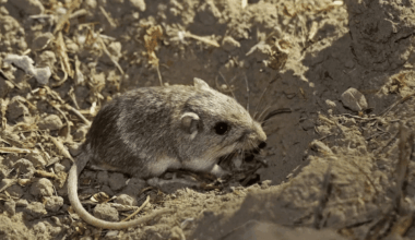 Genetic rescue boosts survival of endangered Pacific pocket mice