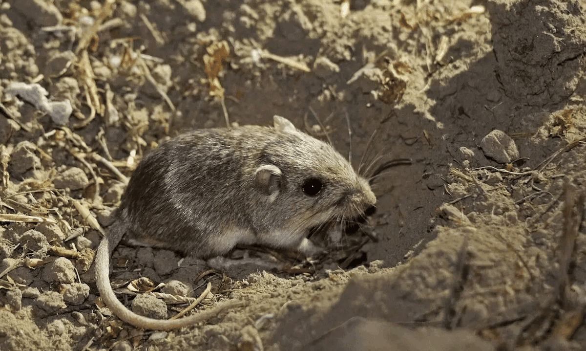Genetic rescue boosts survival of endangered Pacific pocket mice