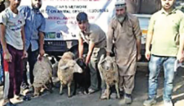 SKUAST-K establishes 5 improved sheep units in Gurez