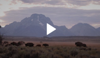Bison, moose get aggro during rut