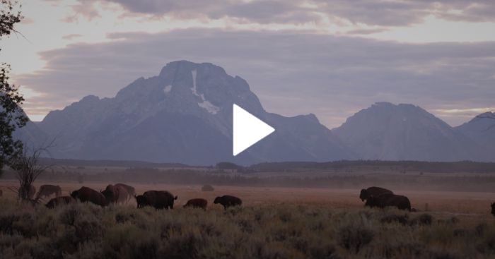 Bison, moose get aggro during rut