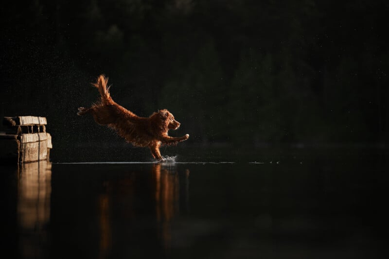 A golden retriever leaps off a wooden dock into a dark, calm lake, with water droplets spraying around and forest trees blurred in the background.