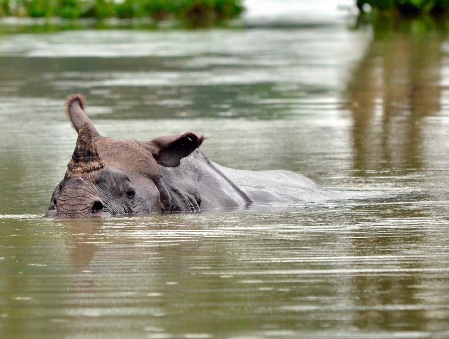 Some rhinos are semi-aquatic: The greater one-horned rhino loves swamps and riversides, often wallowing in water to cool off.