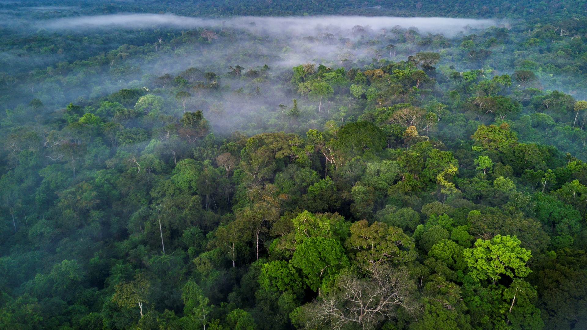 Aerial photograph of the Amazon rainforest in Brazil.