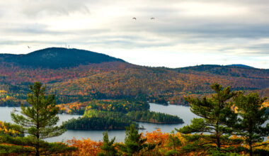 Maine’s drought is causing trees to lose leaves before foliage season
