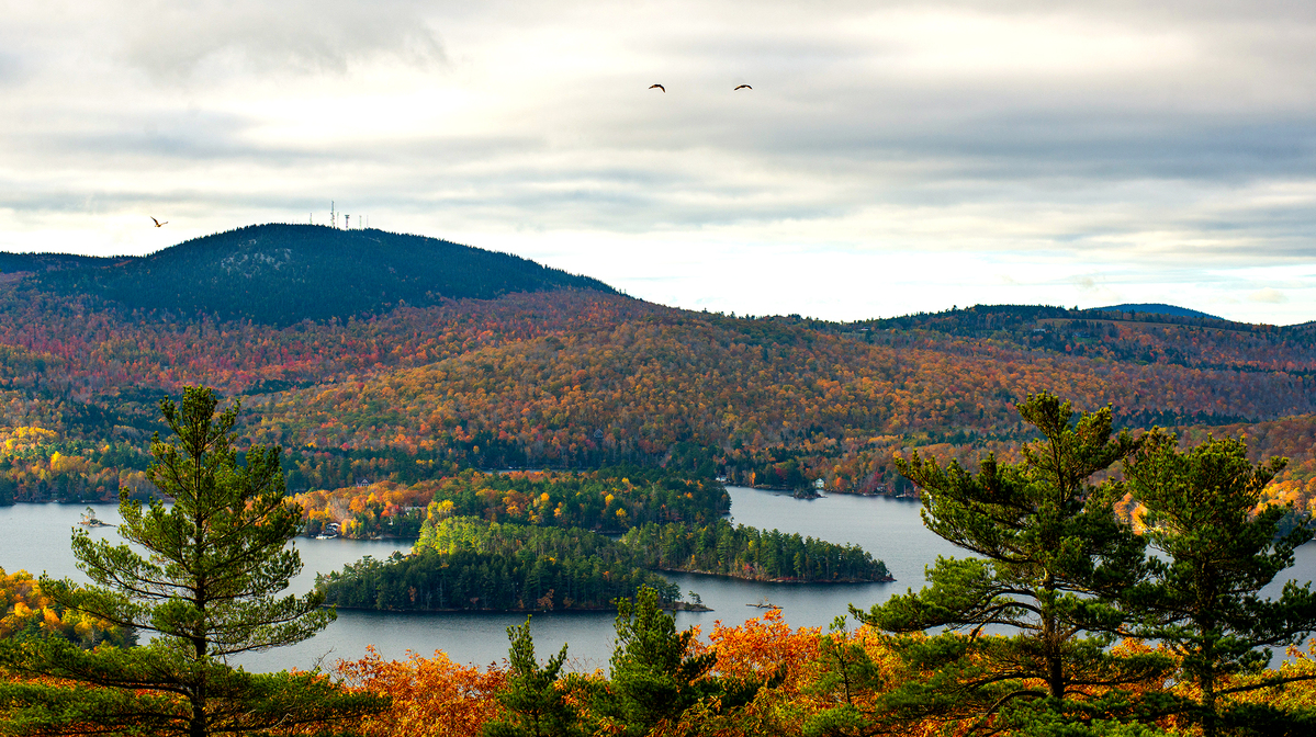Maine’s drought is causing trees to lose leaves before foliage season