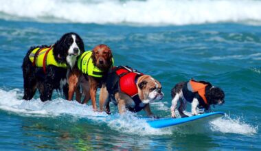 Fun things to do in San Diego this weekend September 3-7, 2025 featuring the Surf Dog Surf-A-Thon in Del Mar