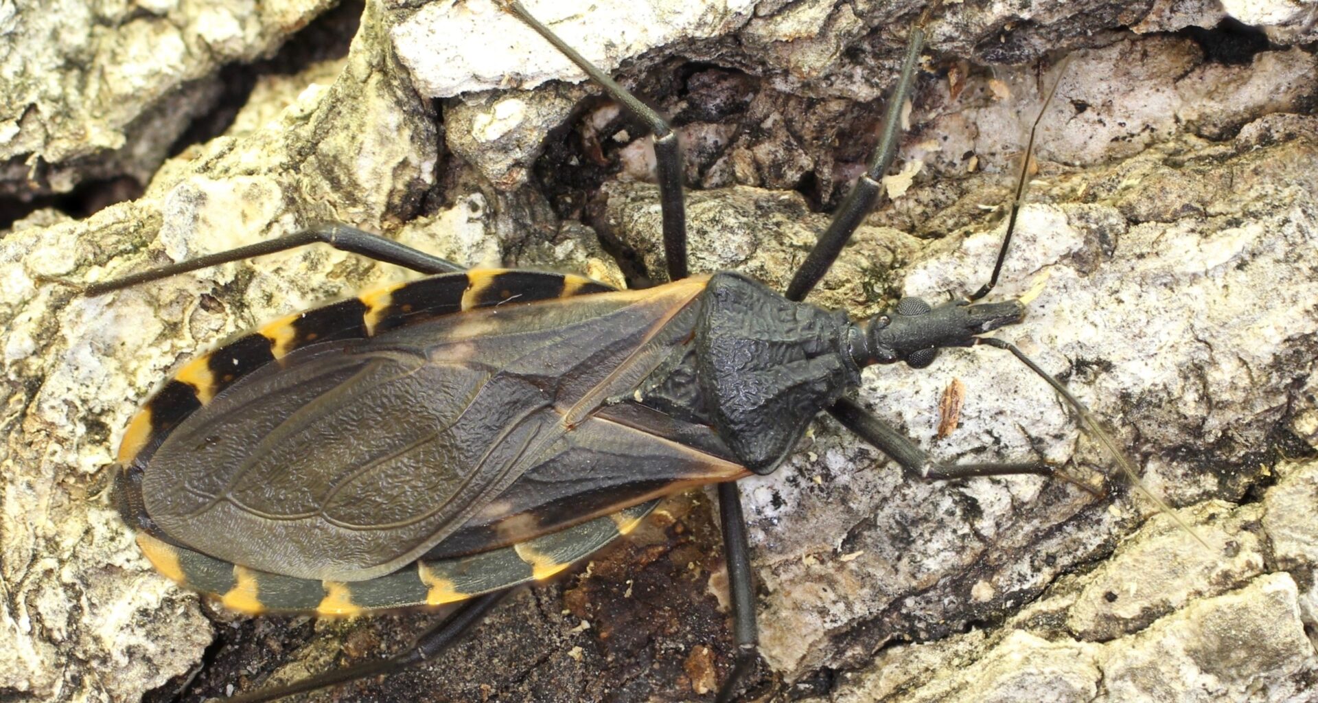 What you need to know about kissing bugs and Chagas disease