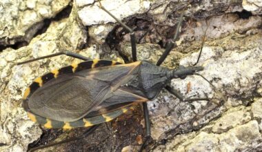 What you need to know about kissing bugs and Chagas disease