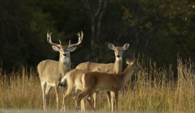 Hemorrhagic disease in white-tailed deer confirmed in 8 Tennessee counties, per Tennessee Wildlife Resource Agency