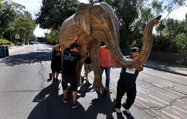 As part of the Great Elephant Migration Project, “Moringa” is...