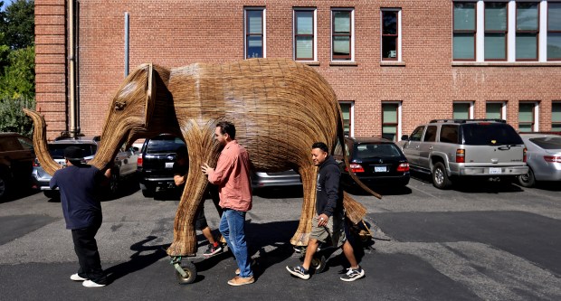 As part of the Great Elephant Migration Project, “Moringa” is...