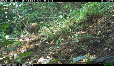 Small Rabbit with a Black Tail Not Seen in 120 Years Found Hopping Around Mexican Mountains