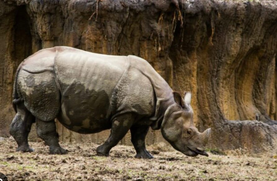 Their skin is armour-like: Rhino skin can be up to 5 cm thick and is made of collagen layers, offering serious protection.