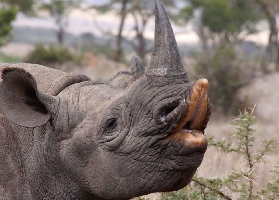 There are only 5 species of rhinos left: Two in Africa (black and white) and three in Asia (Indian, Javan, and Sumatran). Some are critically endangered, with fewer than 70 Javan rhinos remaining.