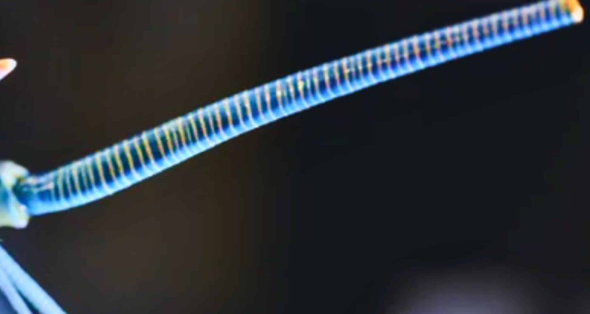 This Bright Blue Lobster Is So Rare, Scientists Say It's 1 In 200 Million