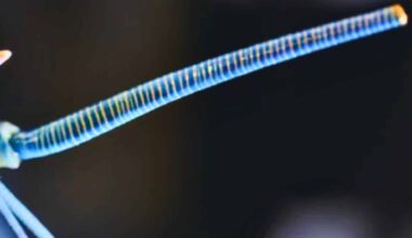 This Bright Blue Lobster Is So Rare, Scientists Say It's 1 In 200 Million