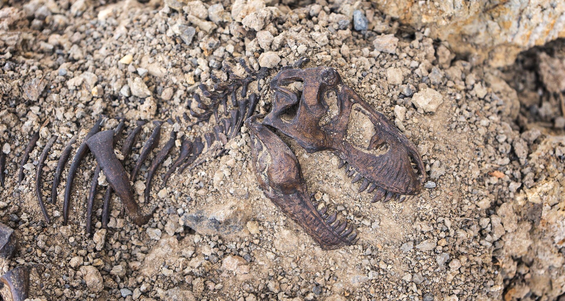 Tyrannosaurus rex Fossil Skull