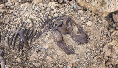 Tyrannosaurus rex Fossil Skull