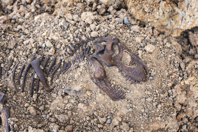 Tyrannosaurus rex Fossil Skull