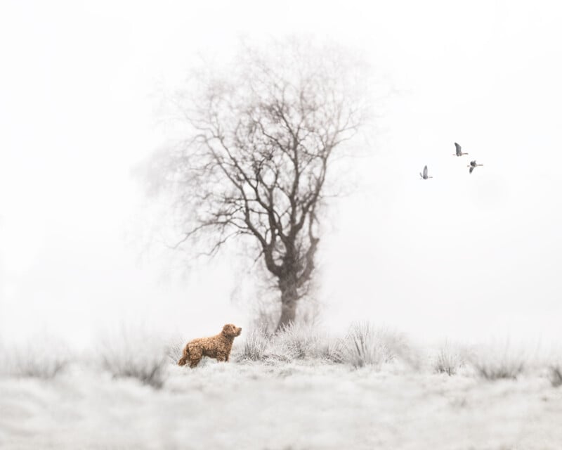 A curly-haired dog stands on frosty ground, looking up at three birds flying near a bare tree against a misty, white background.