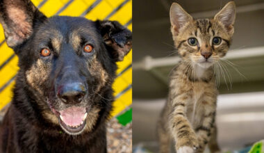 Fur-Friday: Forever homes, second chances. HSNT shares weekly adoption opps